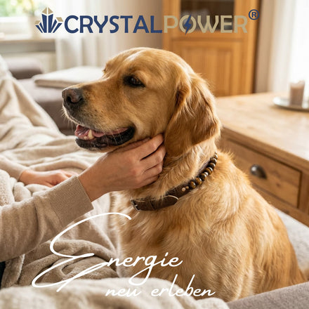 Golden Retriever mit crystalpower Hundehalsband