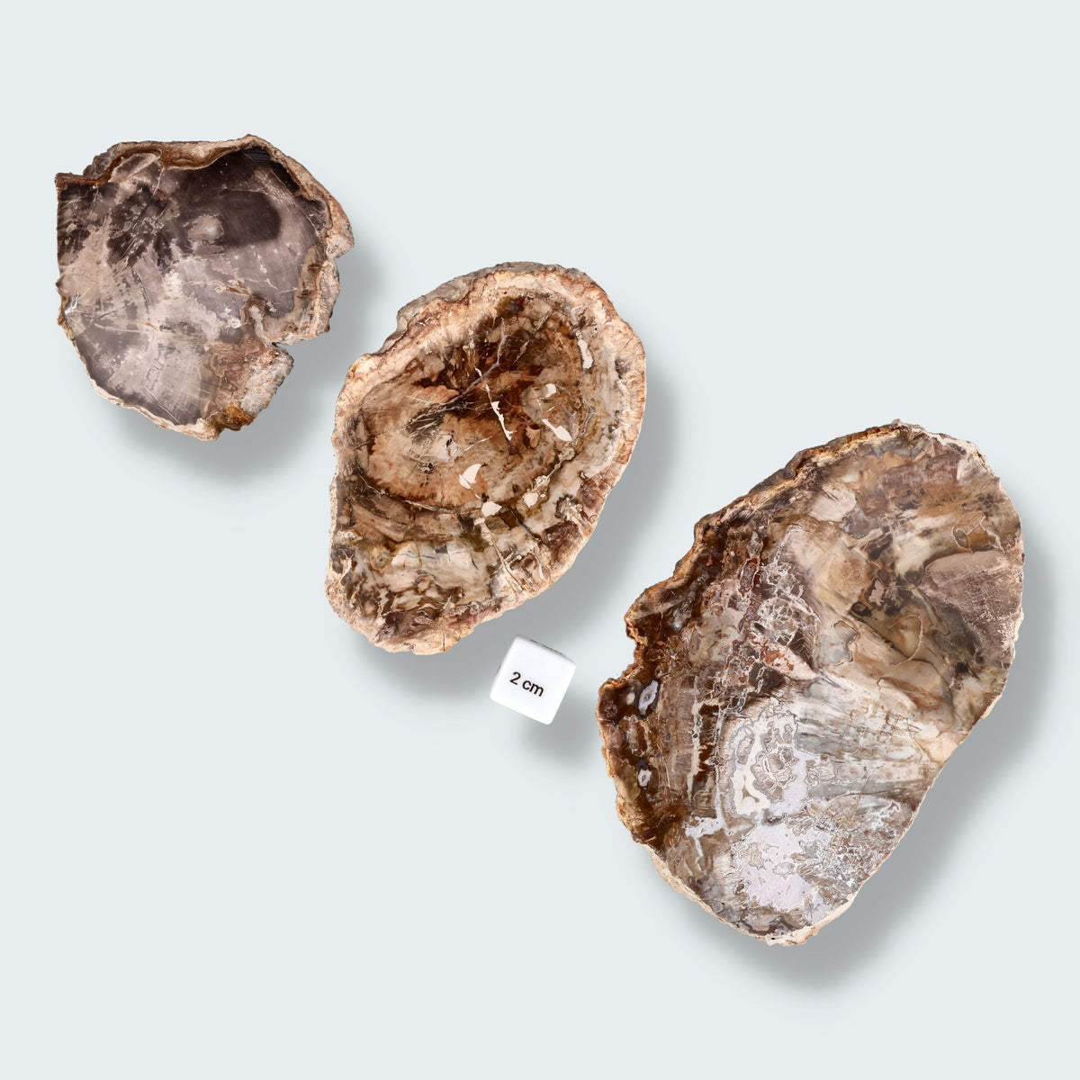 Versteinertes Holz Scheibe aus Madagaskar – Ansicht 3