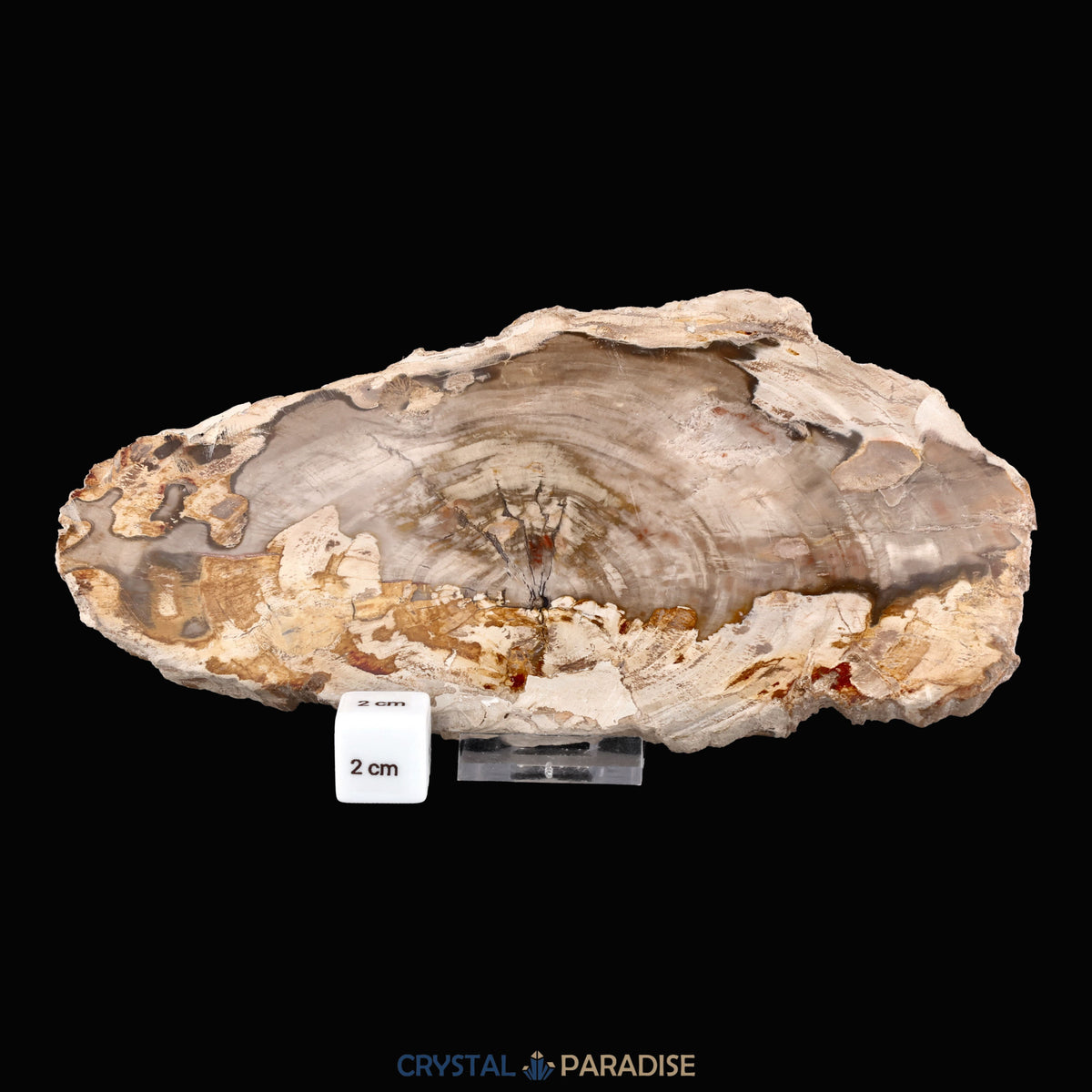 Versteinertes Holz Scheibe aus Madagaskar (793g) – Ansicht 5