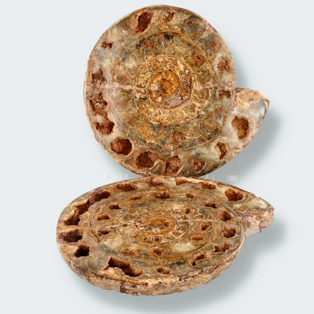Ammonitenpaar aus Madagaskar (4698g)