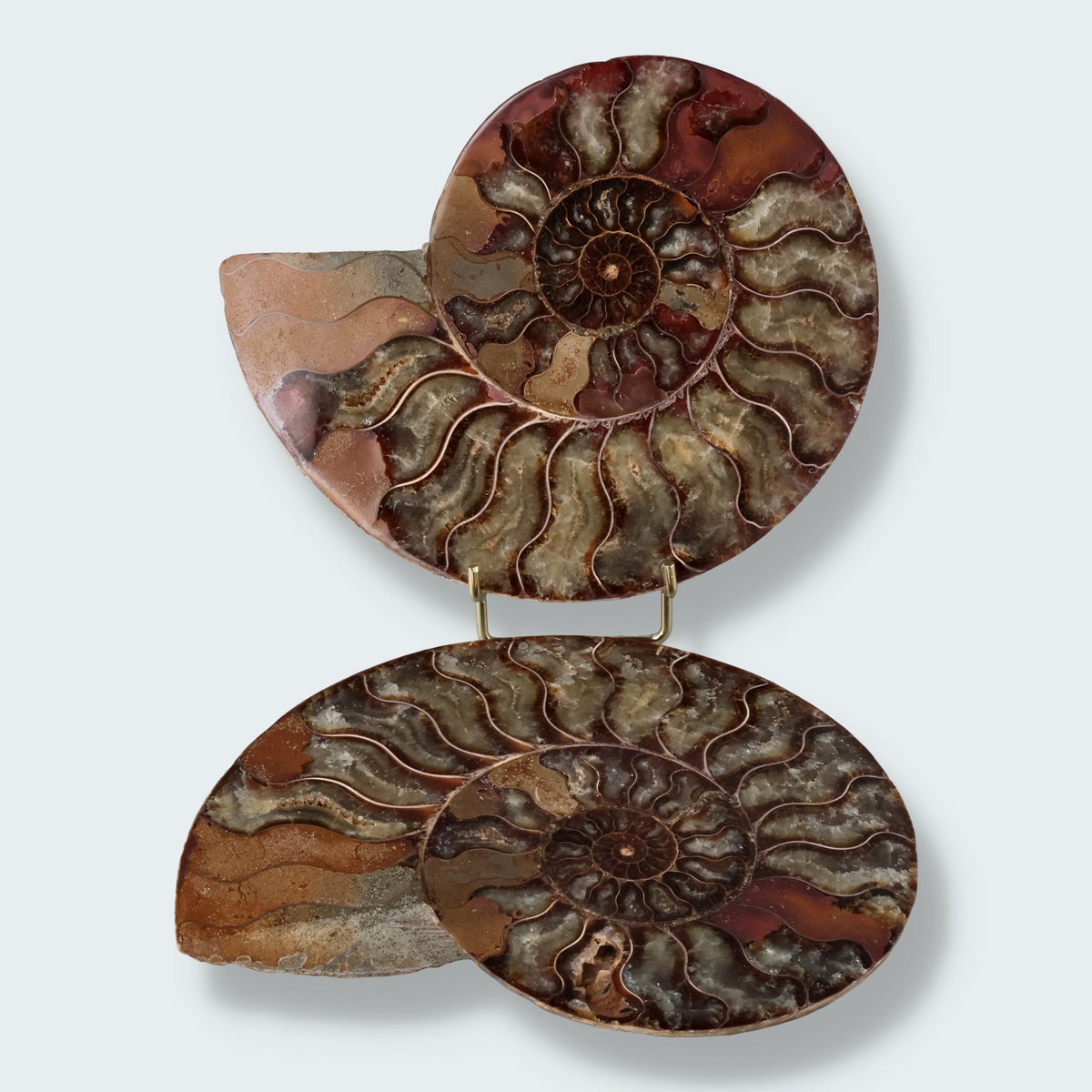Versteinertes Ammonit-Fossil in Graubraun, spiralförmig, natürliche Oberflächenstruktur – Fossilien kaufen