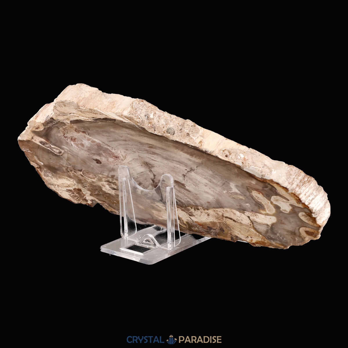 Versteinertes Holz Scheibe aus Madagaskar (793g) – Ansicht 9