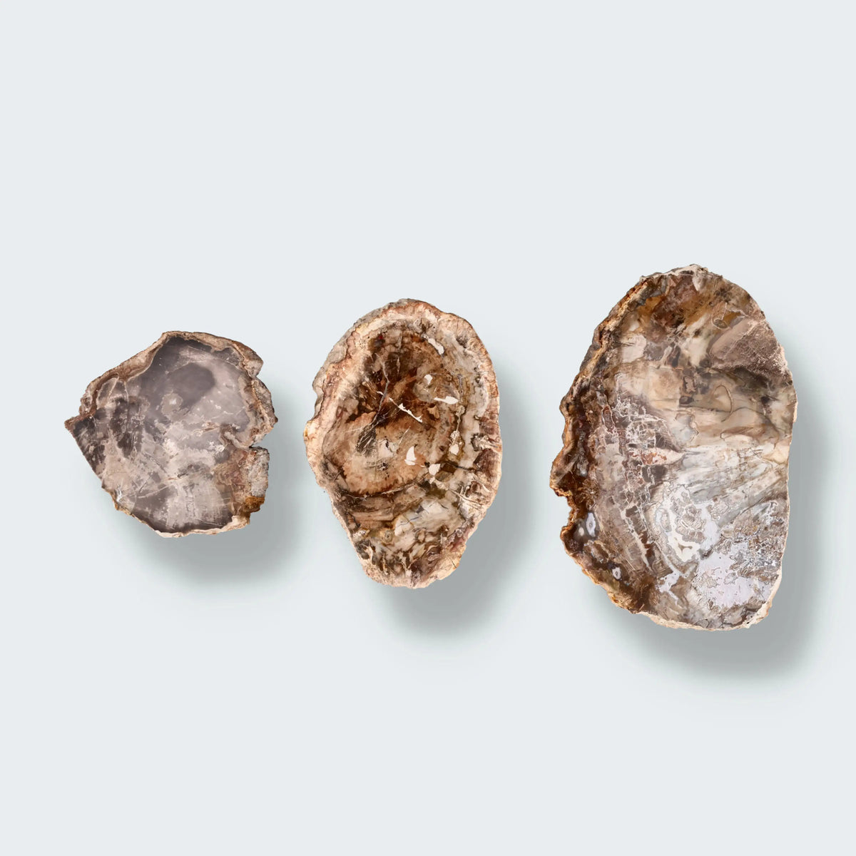 Versteinertes Holz Scheibe aus Madagaskar
