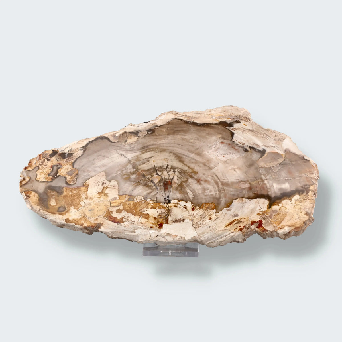 Versteinertes Holz Scheibe aus Madagaskar (793g)