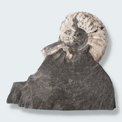 Ammonit aus der Oberpfalz 104g